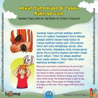 ebook rahasia keajaiban makhluk hidup, Ternyata Kutu Rambut di Kepala Bisa Bertelur Enam Butir Sehari