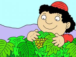 Buah Anggur Masih Kecil Kecil