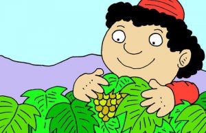 Buah Anggur Masih Kecil Kecil