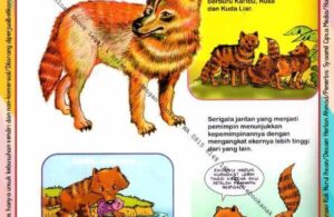 Ebook Legal dan Printable Aku Anak Cerdas Dunia Hewan 1, Serigala (18)