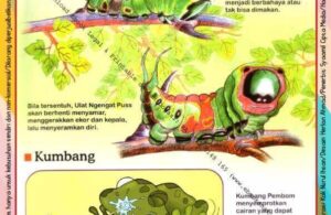 Ebook Legal dan Printable Aku Anak Cerdas Dunia Hewan 2, Ulat dan Kumbang (14)
