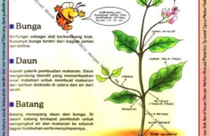 Ebook Legal dan Printable Aku Anak Cerdas Serangga dan Tumbuhan 1, Bagian Tumbuhan (25)