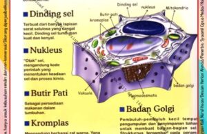 Ebook Legal dan Printable Aku Anak Cerdas Serangga dan Tumbuhan 1, Jutaan Sel Tumbuhan (24)