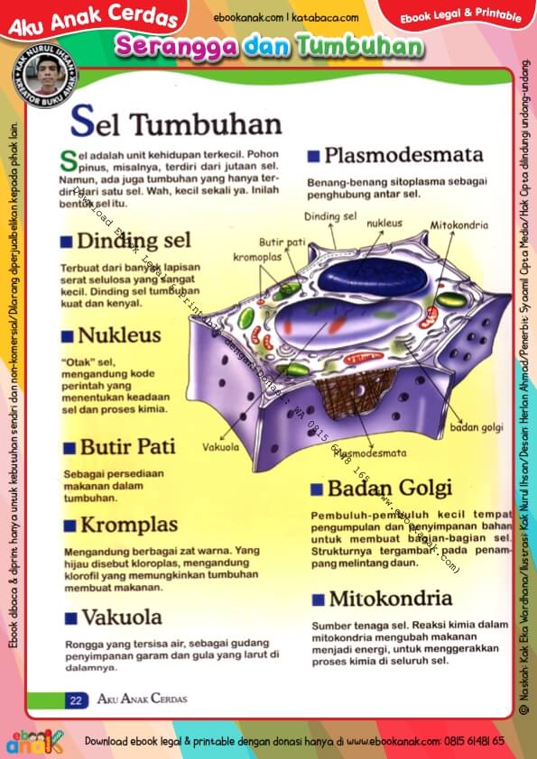 Ebook Legal dan Printable Aku Anak Cerdas Serangga dan Tumbuhan 1, Jutaan Sel Tumbuhan (24)