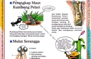 Ebook Legal dan Printable Aku Anak Cerdas Serangga dan Tumbuhan 1, Perangkap Maut Kumbang Pelari (12)