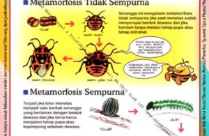Ebook Legal dan Printable Aku Anak Cerdas Serangga dan Tumbuhan 1, Perubahan Bentuk Serangga (8)