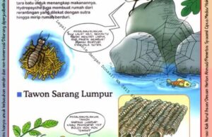 Ebook Legal dan Printable Aku Anak Cerdas Serangga dan Tumbuhan 1, Tawon Sarang Lumpur (11)