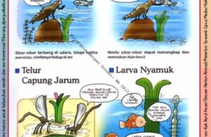 Ebook Legal dan Printable Aku Anak Cerdas Serangga dan Tumbuhan 1, Telur Capung Jarum (17)