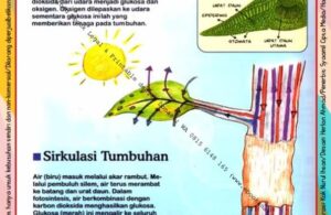 Ebook Legal dan Printable Aku Anak Cerdas Serangga dan Tumbuhan 1, Tumbuhan Membuat Makanan (26)