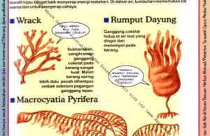 Ebook Legal dan Printable Aku Anak Cerdas Serangga dan Tumbuhan 1, Tumbuhan Sederhana (29)