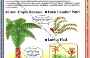 Ebook Legal dan Printable Aku Anak Cerdas Serangga dan Tumbuhan 2, Lumut dan Paku (7)