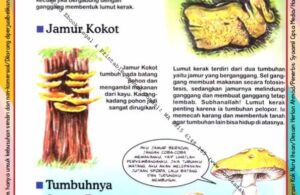 Ebook Legal dan Printable Aku Anak Cerdas Serangga dan Tumbuhan 2, Tumbuhnya Jamur Beracun (6)