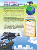 Ensiklopedia Binatang Pemecah Rekor, Elang Kepala Putih, Burung Pembuat Sarang Terbesar di Dunia