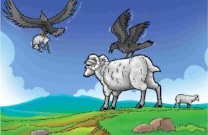 Gagak Pemangsa Domba (1)