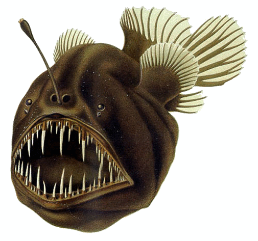 Ikan sungut gada atau Humpback anglerfish (wikipedia.org)