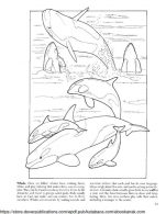 Mewarnai Gambar Keluarga Paus