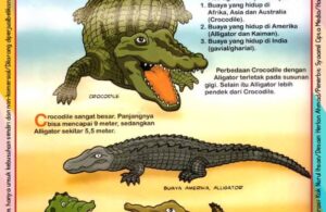Perbedaan Buaya Aligator dan Crocodile (7)
