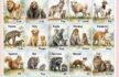 Poster Animals & Their Baby Names in English (1)