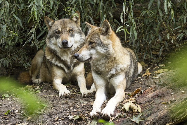 Fakta unik dan rahasia serigala abu-abu (Foto: pixabay)