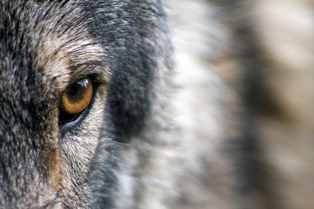 Fakta unik dan rahasia serigala abu-abu (Foto: pixabay)