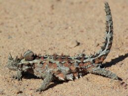 Thorny devil (wikipedia.org)