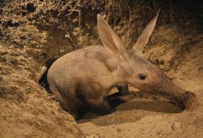 aardvark pemakan semut dan rayap