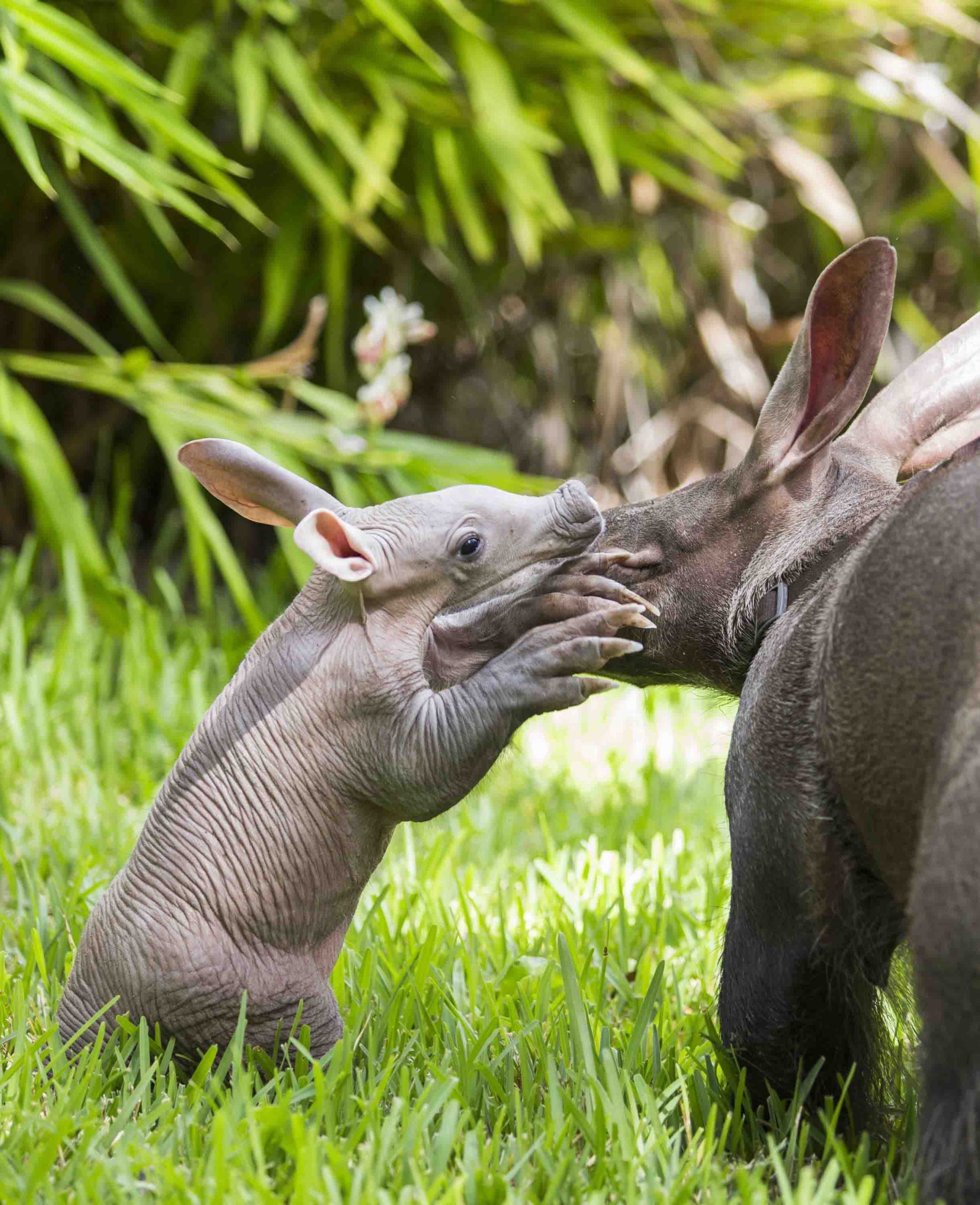ibu dan anak aardvark