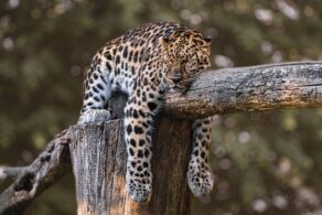 jaguar sedang tidur (pixabay)