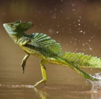 kadal basilisk yang pandai berjalan di atas permukaan air. (gurusiana.id)