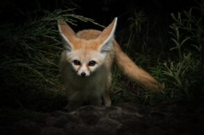 rubah fennec1