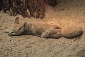 rubah fennec6