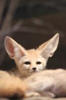 rubah fennec8